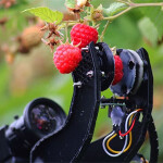Fieldwork Robotics and Bosch developing robot raspberry picker