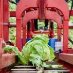 Robot solution for automating the lettuce harvest