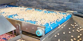 100 SCARA robots for baked nut sorting line