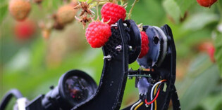 Fieldwork Robotics and Bosch developing robot raspberry picker