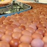 Robot palletiser increases throughput and reduces costs