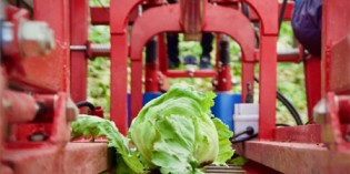 Robot solution for automating the lettuce harvest