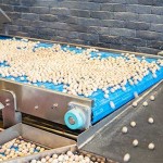 100 SCARA robots for baked nut sorting line